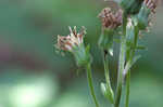 Rugel's Indianplantain <BR>Rugel's ragwort